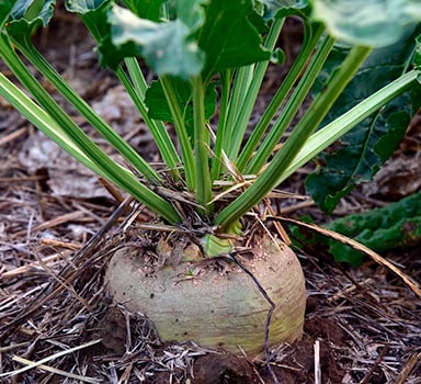 Agromaster<sup>®</sup> in Zuckerrübe