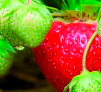 Agrolution pH Low in Erdbeeren
