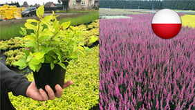 Erfahrungsbericht Osmocote 5: Südpolen