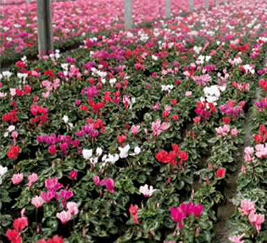 6 Tipps für eine erfolgreiche Cyclamen Kultur