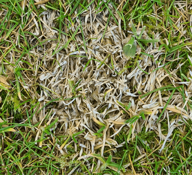 Dollar Spot – bleiche Flecken und spinnwebenartige Myzelien