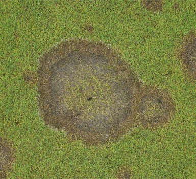 Rhizoctonia (Brown Patch) bei hoher Feuchtigkeit und Stickstoffüberschuss