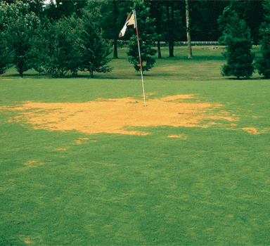 Pythium-Wurzelfäule bei wassergesättigten Böden und feuchten Beständen