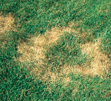Sommer Fusariose – oft Mischinfektionen mit anderen Pilzen