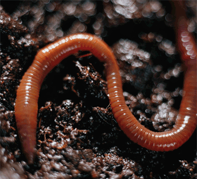 Schädling oder Nützling Regenwurm