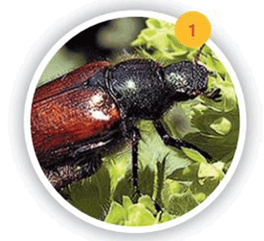 Wissen zu Schädlingen im Rasen: Gartenlaubkäfer