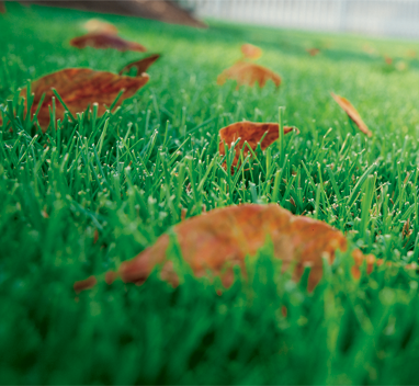 Kaliumbetonte Herbstdüngung – ist das überhaupt notwendig?