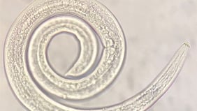 Forschung über Algen zur Bekämpfung von pflanzenparasitären Nematoden: Teil 1