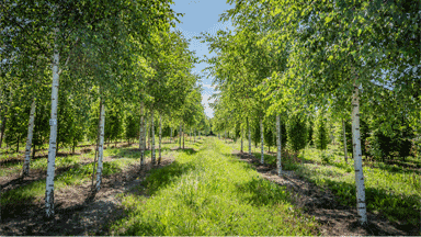 H2Gro in Freilandbaumschulen