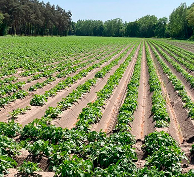 Agrocote<sup>®</sup> in Kartoffeln
