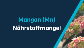 Ein Leitfaden für Nährstoffmangel – Mangan
