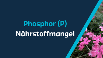 Ein Leitfaden für Nährstoffmangel – Phosphor
