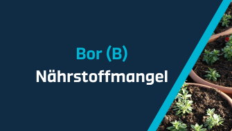 Ein Leitfaden für Nährstoffmangel – Bor