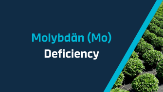 Ein Leitfaden für Nährstoffmangel – Molybdän