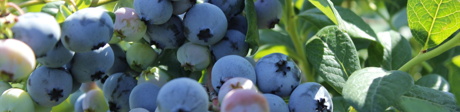 Heidelbeeren