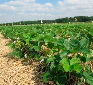 Agroblen<sup>®</sup> in Erdbeeren