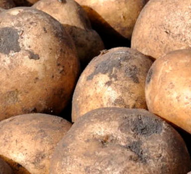 Agrocote<sup>®</sup> Max in Kartoffeln