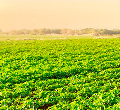 Agromaster<sup>®</sup> eqo.x in Kartoffeln