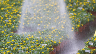 Wasserqualität und Düngung bei neuen Substraten – Teil 2