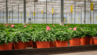 Pflanzenpflege im Gartencenter – Checkliste