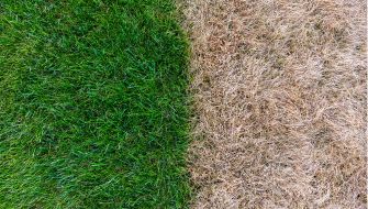 SMX-Technologie zeigt beeindruckende Wirkung bei Trockenstress