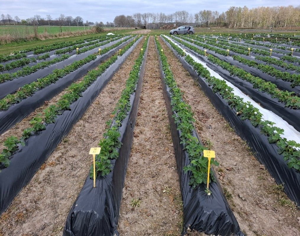 BEOZ® in Erdbeeren