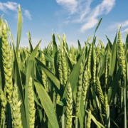 Crop image