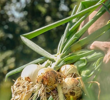 Studiu pe ceapă cu Agromaster<sup>®</sup>
