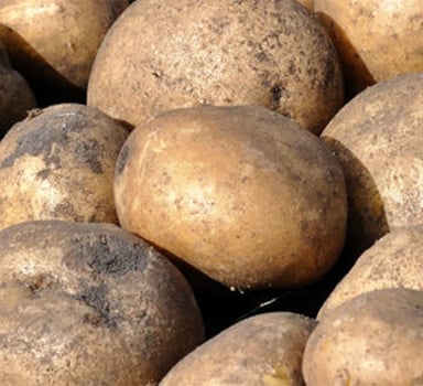 Studiu pe cartof cu Agrocote<sup>®</sup> Max în Belgia
