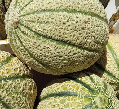 Studii cu Agromaster<sup>®</sup> la pepenele galben