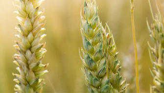 A Polysulphate sikere Európa szántóföldjein