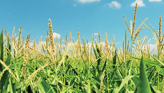 A Polysulphate előnyei szemmel láthatóak