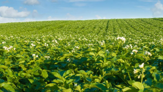 Polysulphate: Tökéletes az NPK-alapanyag