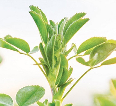 Polysulphate-kísérlet lucernában Franciaországban