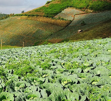 Téli fejes káposzta-kísérlet Polysulphate-tal az Egyesült Királyságban