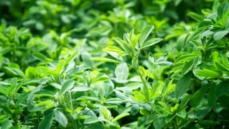 Ensayo en alfalfa con Polysulphate en Francia