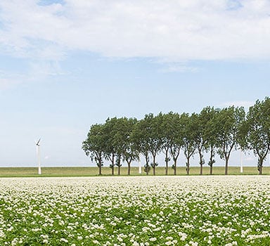 Ensayo en patata con Polysulphate en los Países Bajos