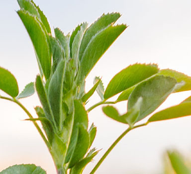 Ensayo en alfalfa con Polysulphate en el Reino Unido