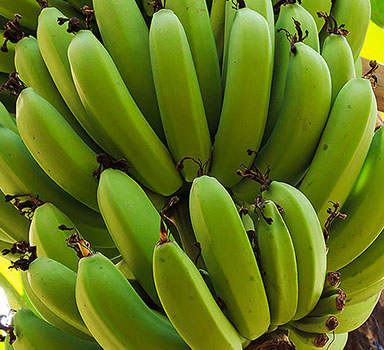Ensaio em bananeira com Polysulphate no Brasil