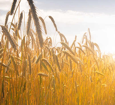 Ensaio em trigo de inverno com Agromaster<sup>®</sup> na Roménia