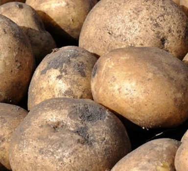 Ensayo en patata con Agromaster<sup>®</sup> en Polonia