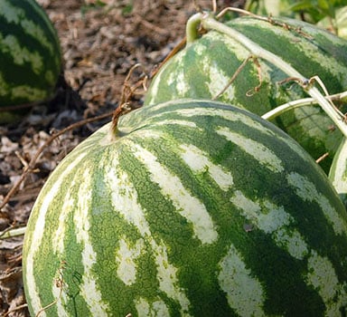 Ensaio de melancia com Polysulphate na Malásia