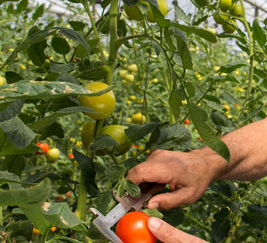 Ensaio de tomate com Polysulphate em Israel