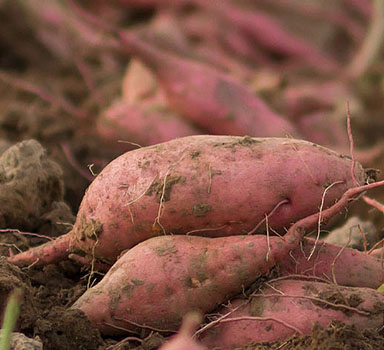 Ensayo en batatas con Polysulphate en Estados Unidos