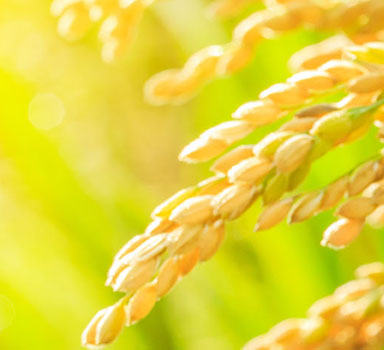 Ensayo en arroz con Polysulphate en Indonesia