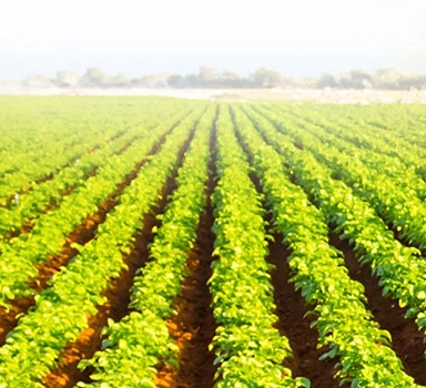 Ensayo en patatas con ICL PotashpluS en el Reino Unido