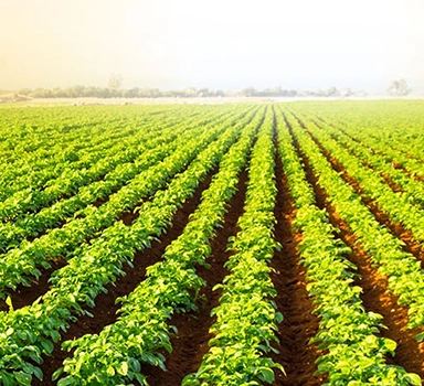 Ensaio de batata com Polysulphate na Grécia