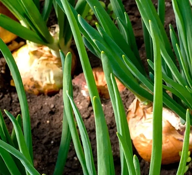 Ensayo en cebolla con Polysulphate en Turquía