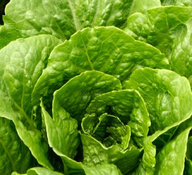 Ensayo en lechuga con ICL PotashpluS