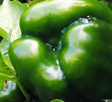 Ensaio de pimento verde com Polysulphate na China
